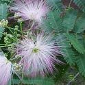 albizia-julibrissin