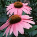 echinacea-angustifolia