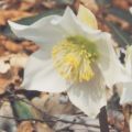 helleborus-niger