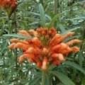 leonotis-leonurus