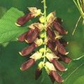 mucuna-pruriens