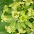 nicotiana-rustica-flower