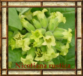 nicotiana-rustica