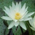 nymphaea-ampla