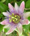 passionflower-1