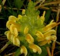 pedicularis-canadensis