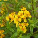 tagetes-lucida